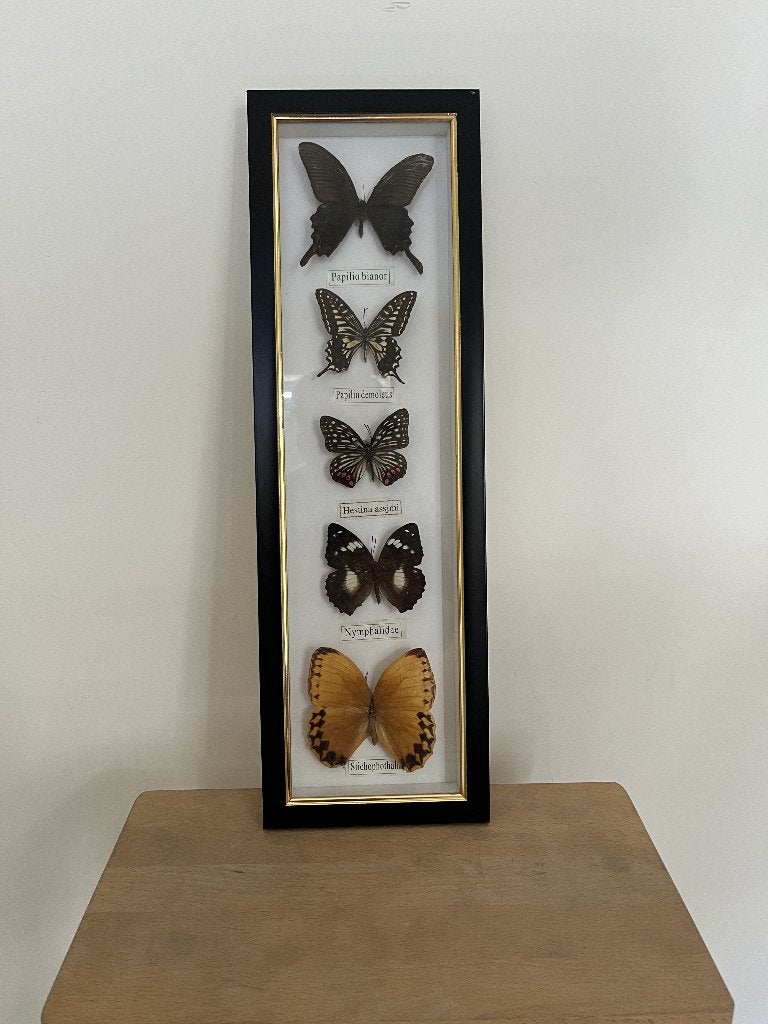 mooie lijst met vlinders, Ophalen, Zo goed als nieuw, Insect, Opgezet dier