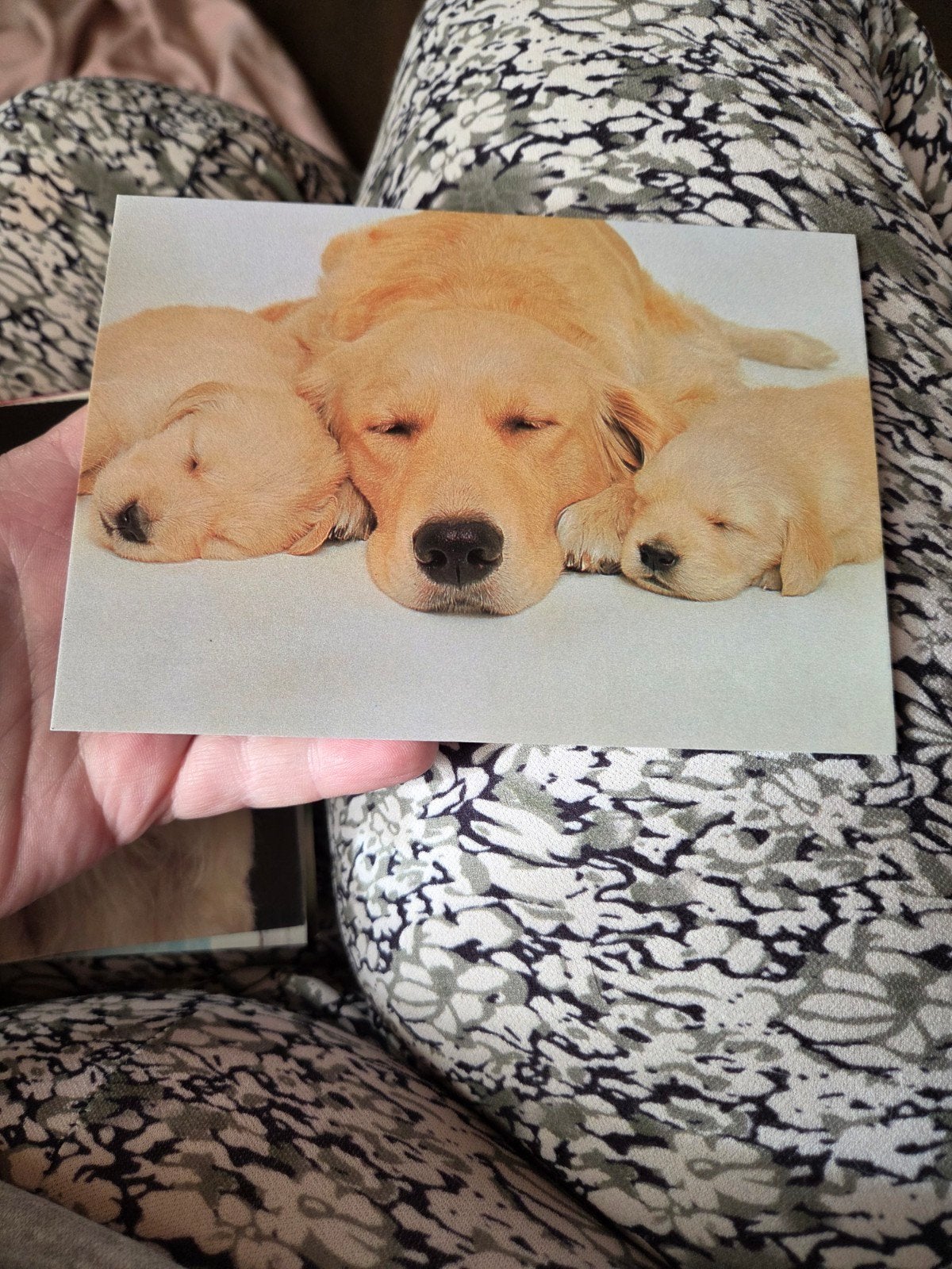 Ansichtkaart met slapende Golden Retriever en puppy's, Ophalen of Verzenden, 1980 tot heden, Ongelopen, Hond of Kat