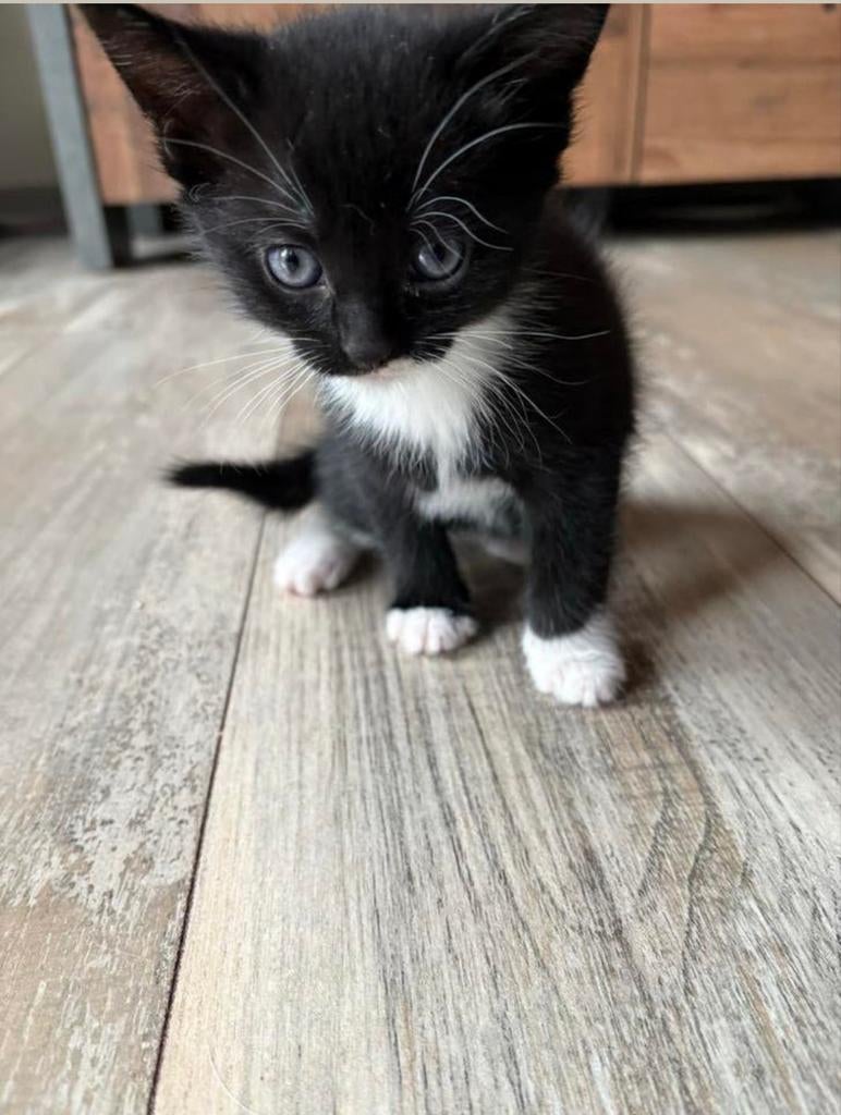 Laatste kitten