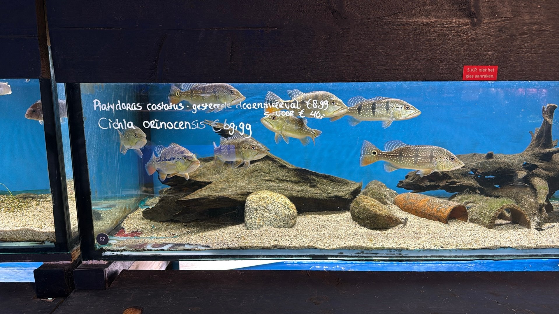 Cichla Kelberi, Melaniae en Orinocensis, Vis