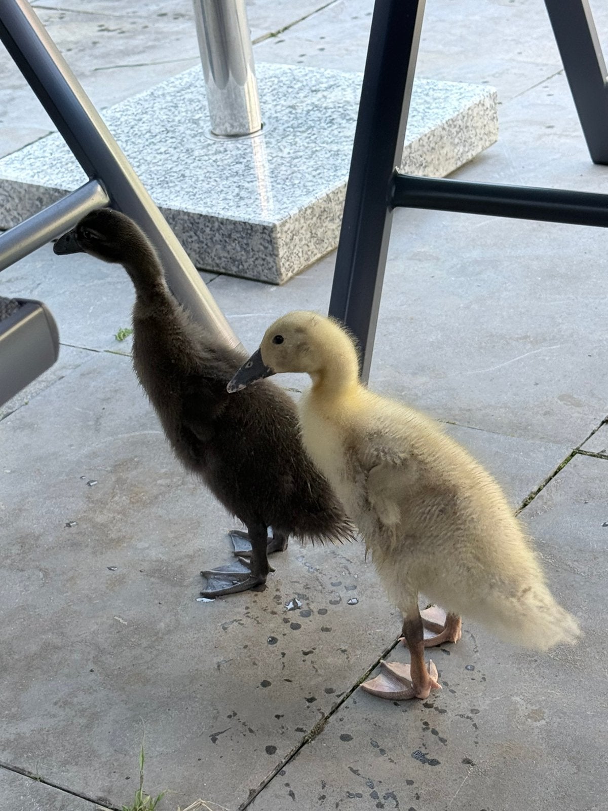 2 tamme Indische loopeenden – Angel & Stitch, Dieren en Toebehoren, Overige Dieren, Mei, Geslacht onbekend