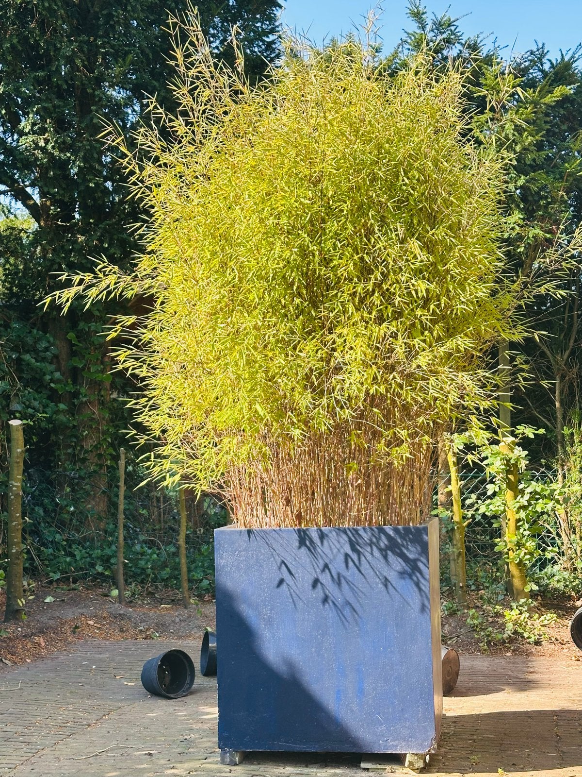 Volwassen Zwarte Bamboe in grote vierkante pot, Tuin en Terras, Planten | Tuinplanten, Ophalen, Volle zon, Vaste plant, Siergrassen