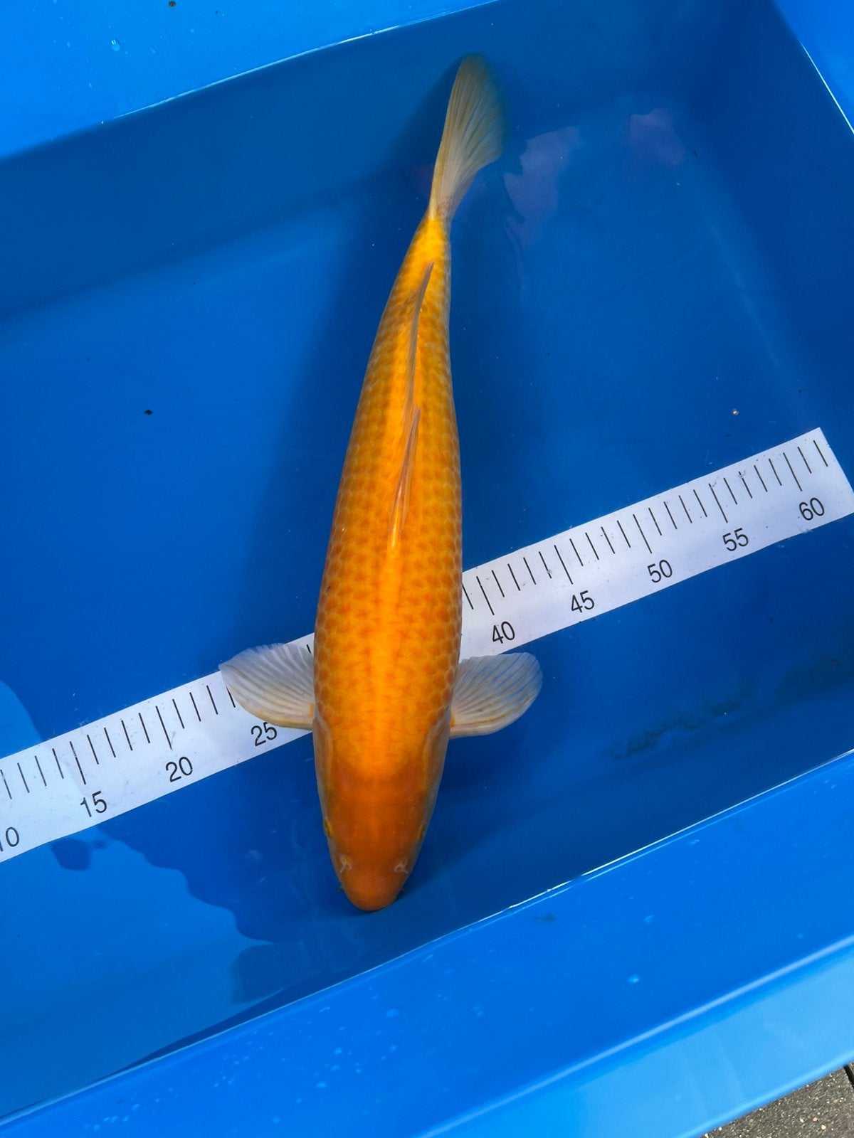 Karashigoi van Yagenji, Dieren en Toebehoren, Vissen | Vijvervissen, Karper of Koi