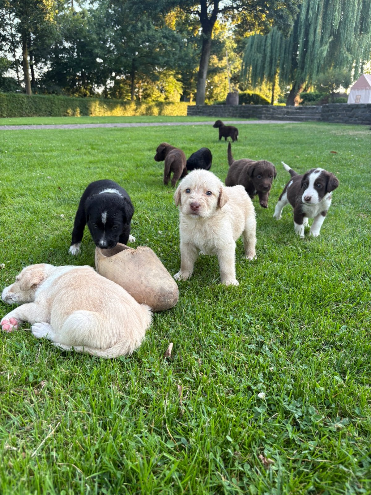 13 schattige snoetjes zoeken een nieuw thuis!, Dieren en Toebehoren, Honden | Niet-rashonden, Parvo, 8 tot 15 weken, Meerdere