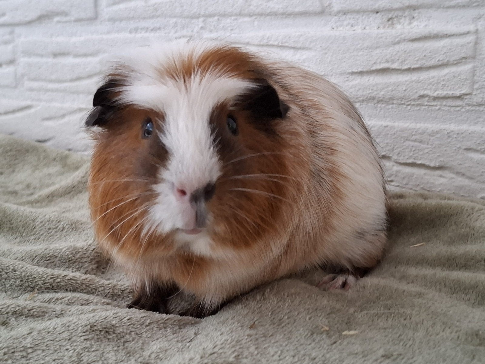 Cavia beertje, Mei, Mannelijk, Cavia