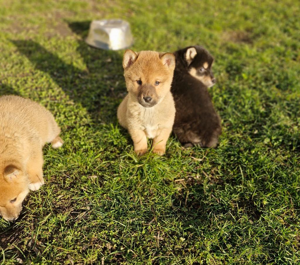 Shiba inu pups, Parvo, 8 tot 15 weken, Meerdere, Meerdere dieren