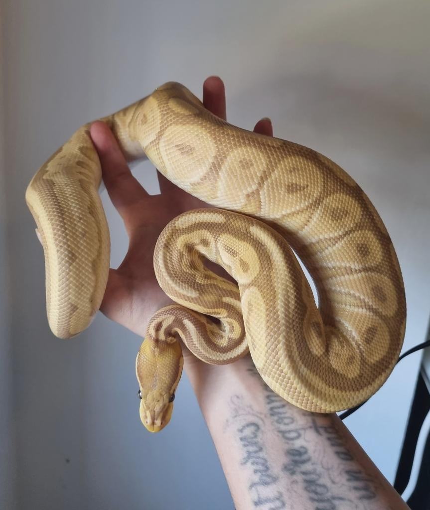 0.1 banana black pastel od special koningspython Green Tree Python - female for sale from Rocking Reptiles