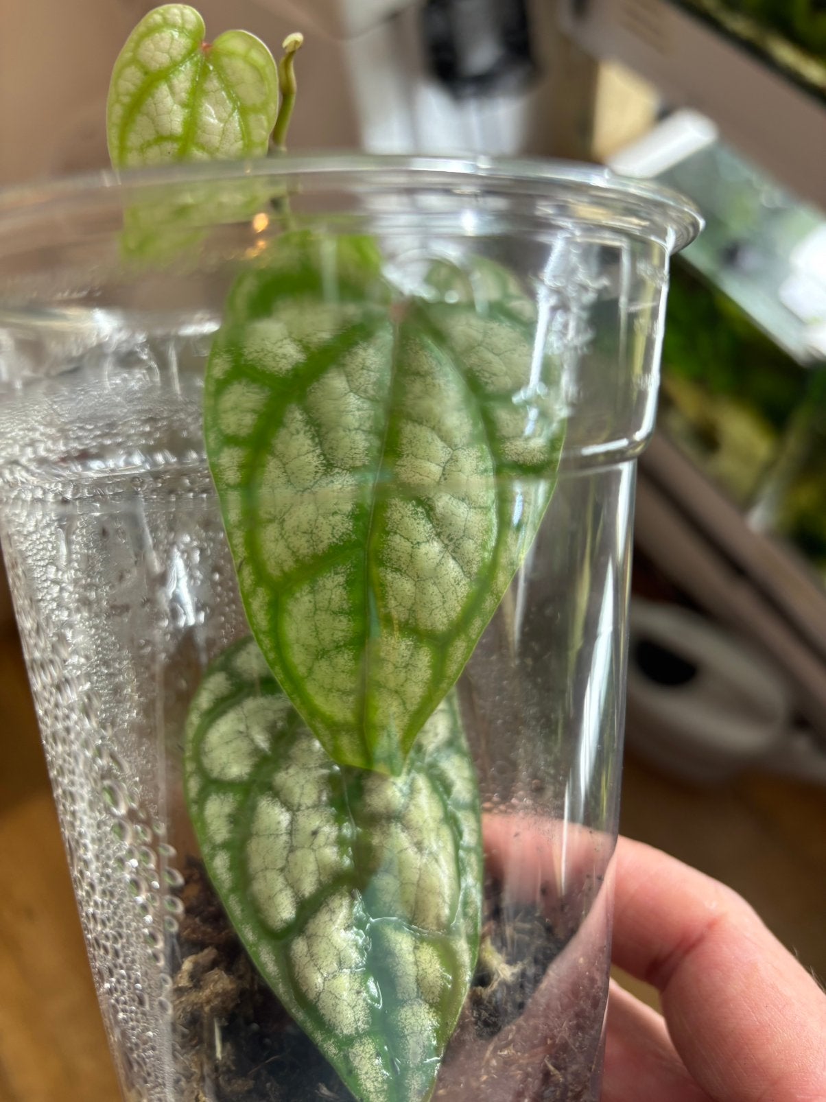 Terrariumplant piper sylvaticum, Huis en Inrichting, Kamerplanten, Ophalen of Verzenden, Halfschaduw, Minder dan 100 cm