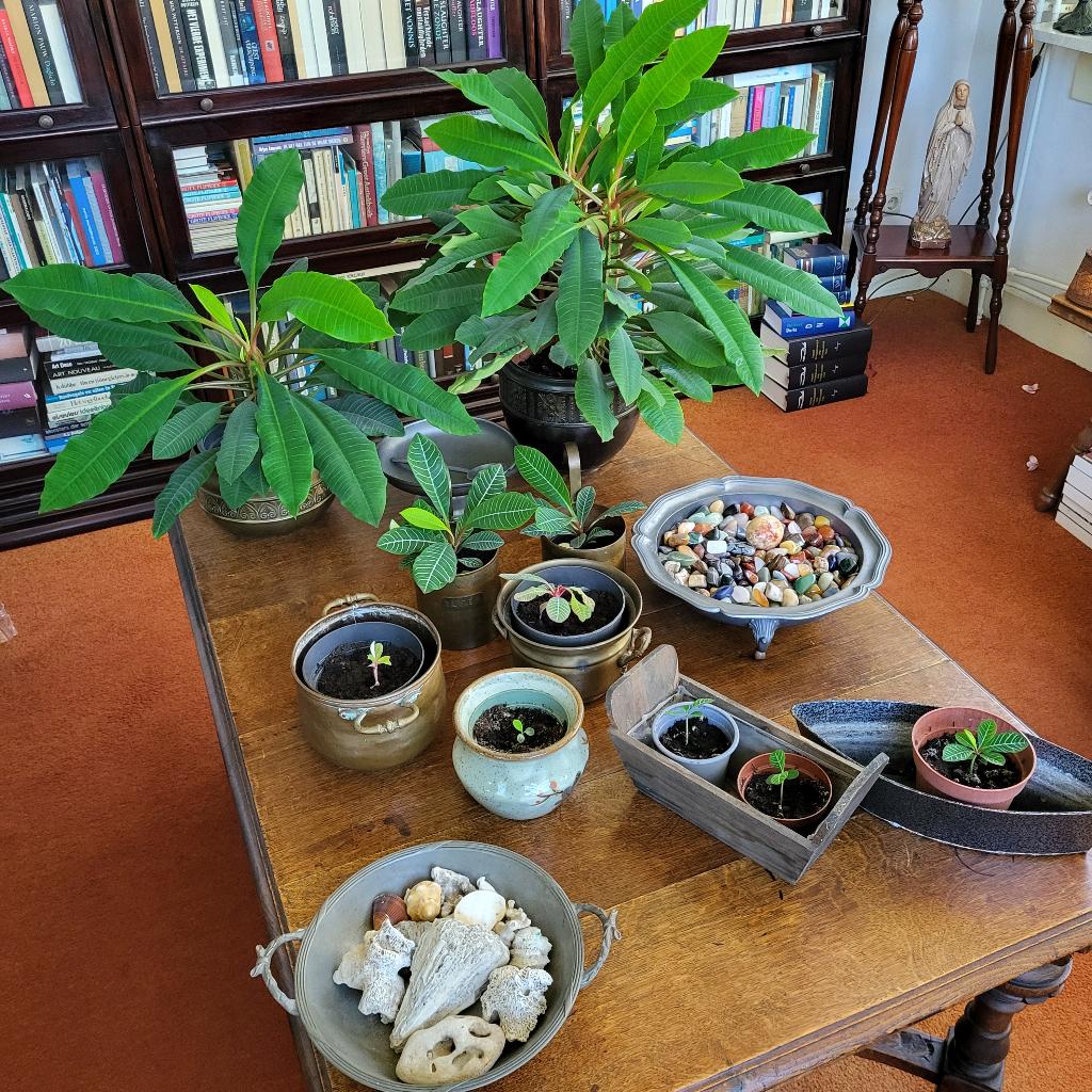 Euphorbia Leuconeura, Ophalen, Halfschaduw, Minder dan 100 cm