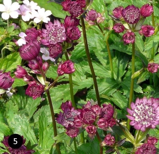 Zaden Astrantia rood, Ophalen of Verzenden, Volle zon