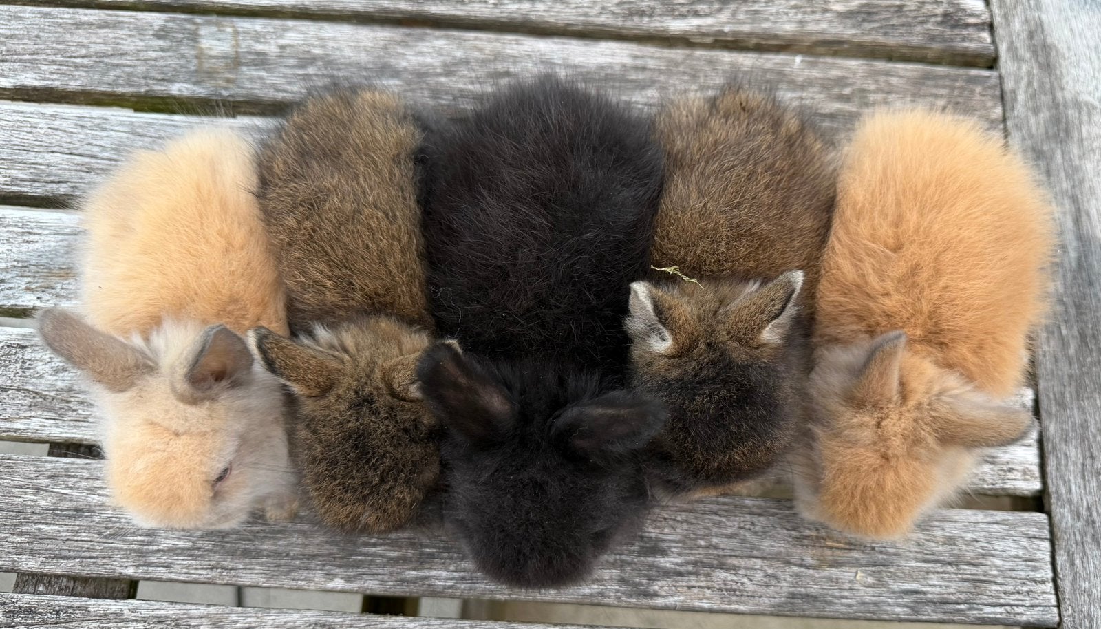 Super knappe teddy dwerg konijntjes, Meerdere dieren, Dwerg, 0 tot 2 jaar