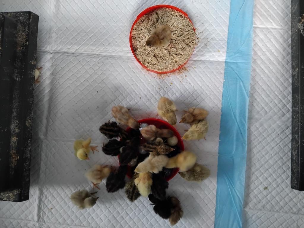 Chinese dwerg kwartelkuikens,  2 mei uit ei, Geslacht onbekend, Overige soorten
