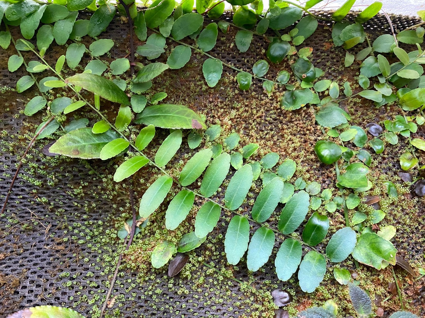 Marcgravia rectifolia, Ophalen of Verzenden