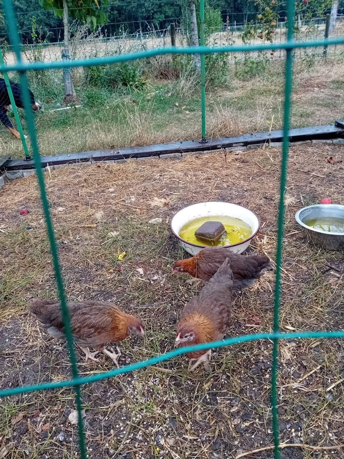 jonge hennen te koop van de welsemur kippen, Dieren en Toebehoren, Pluimvee, Vrouwelijk, Kip