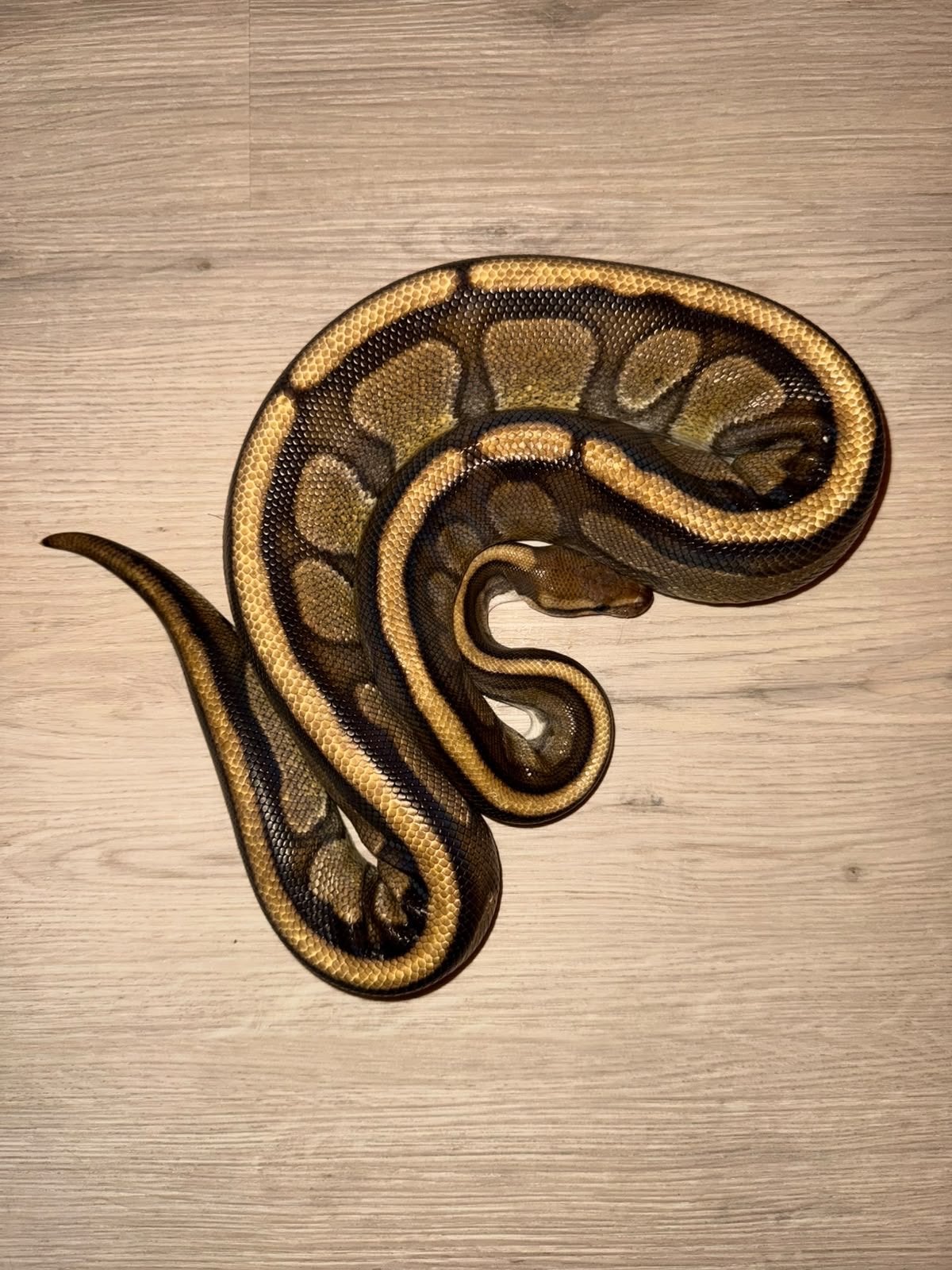 Python regius (Koningspython) Ball Python photo 2