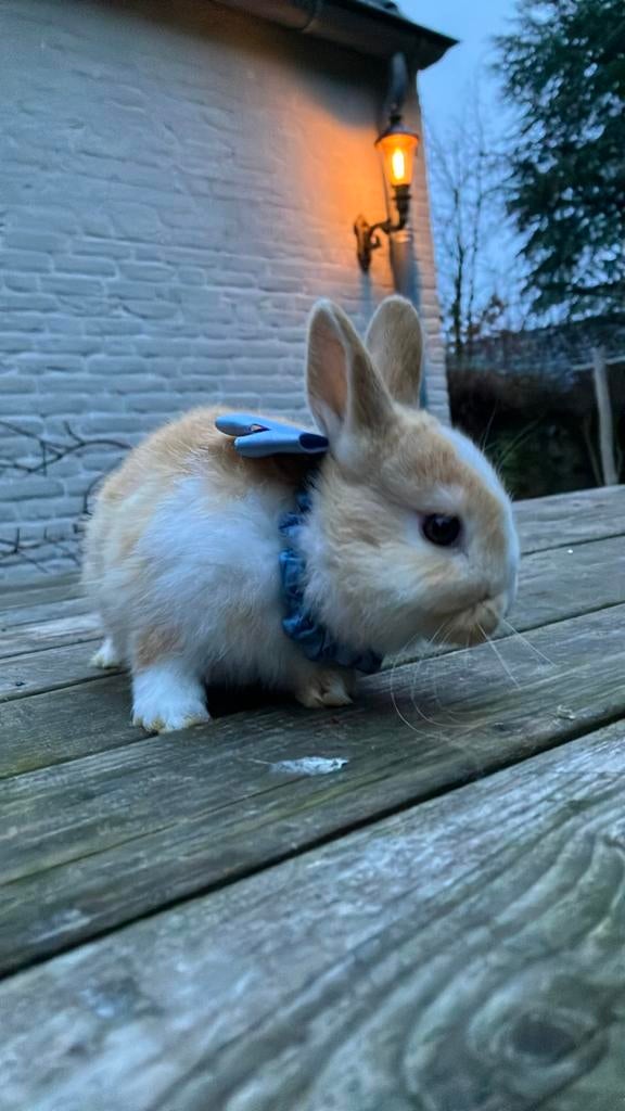 Vos konijn rammetje, Dieren en Toebehoren, Konijnen, Mannelijk
