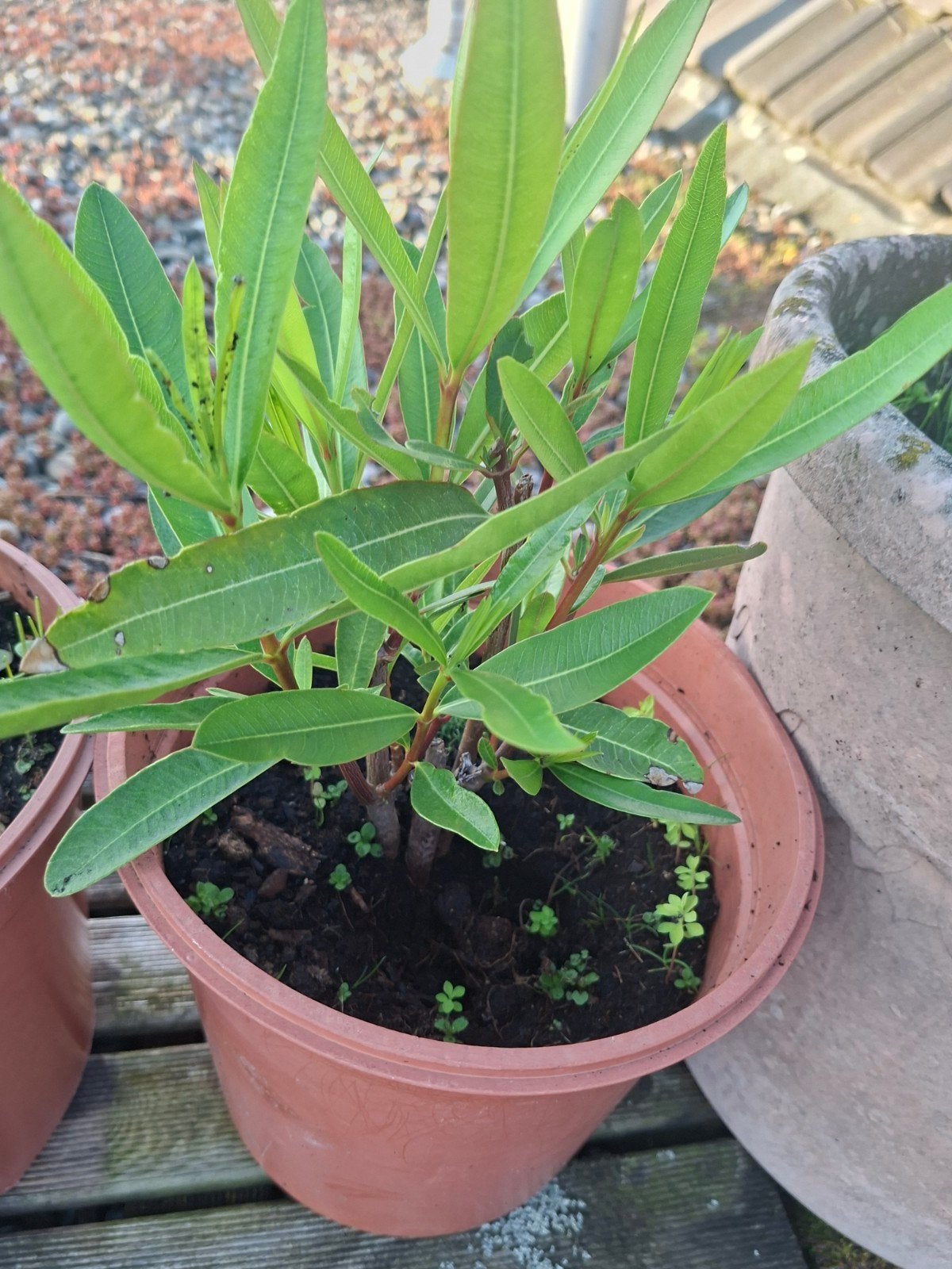 Jonge Oleander Plant in Pot - Groene Bladeren, Ophalen