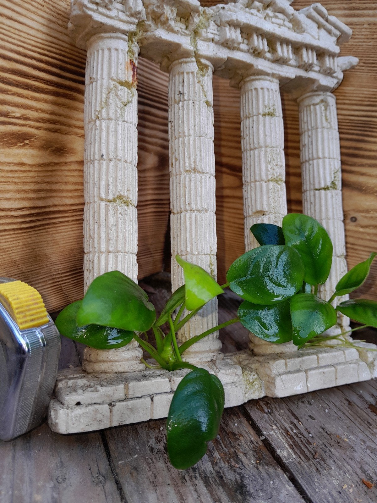 aquarium ornament met anubia, Dieren en Toebehoren, Ophalen