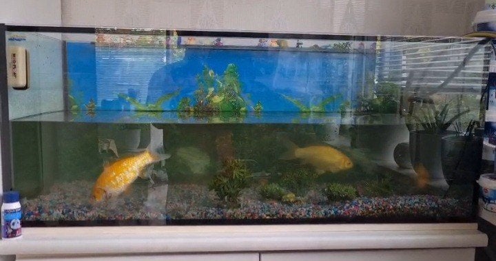 aquarium bijna nieuw en bijna gratis, Dieren en Toebehoren