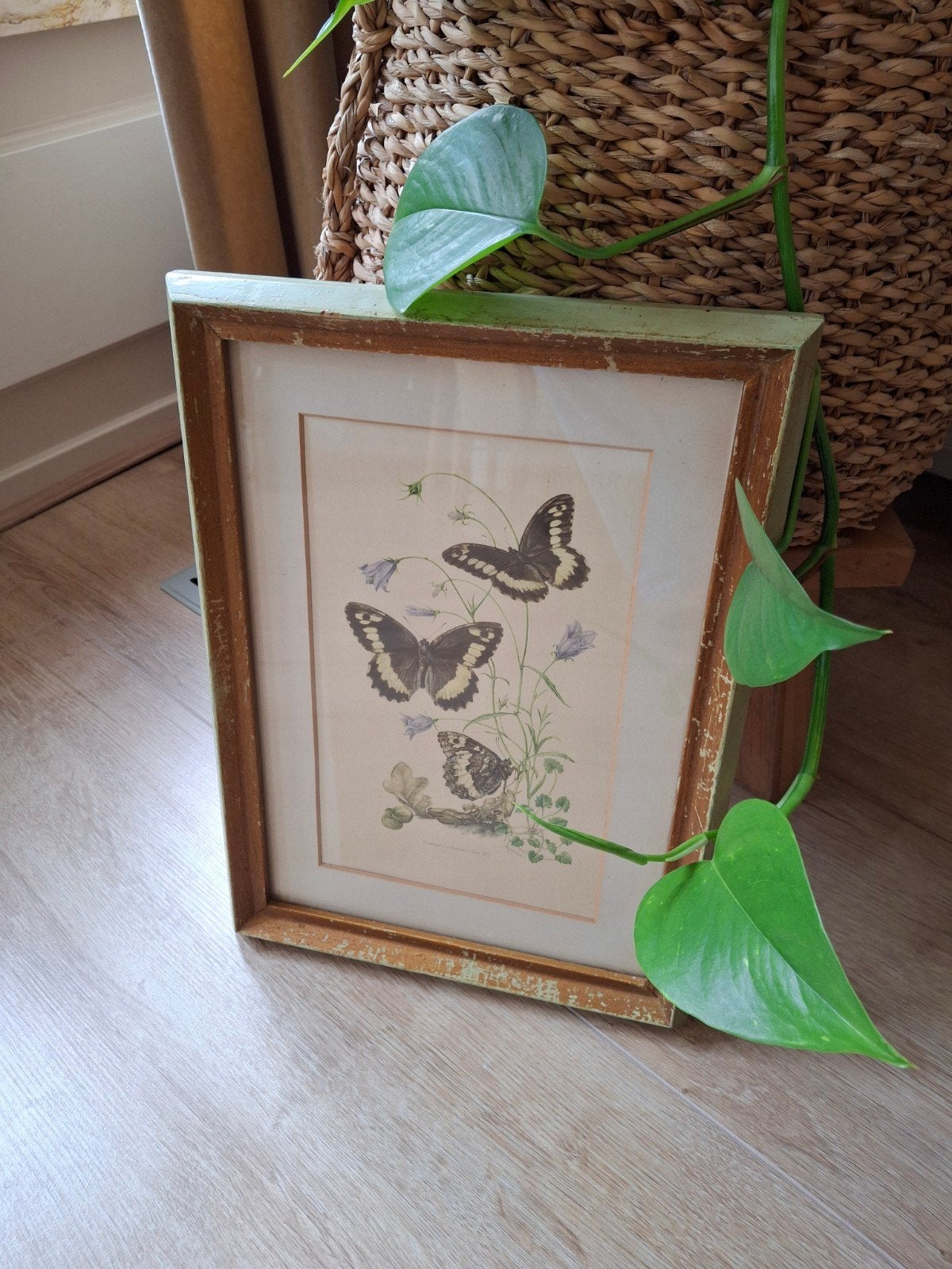 Prachtig Frans schilderijtje met vlinder prent 26x36 cm, Ophalen of Verzenden