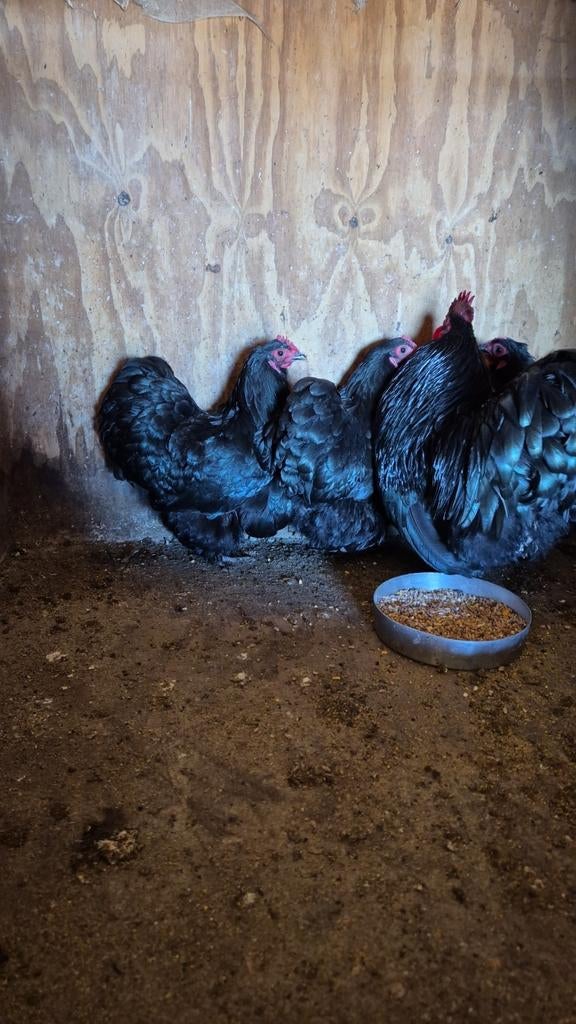 Orpington kriel, Dieren en Toebehoren, Pluimvee, Vrouwelijk, Kip
