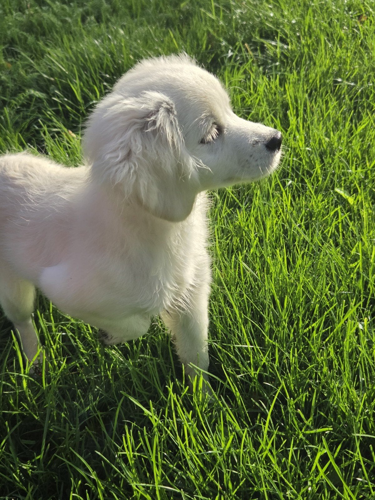 Lief Cockeranian teefje zoekt een liefdevol thuis, Dieren en Toebehoren, 8 tot 15 weken, Teef, Eén hond, Nederland
