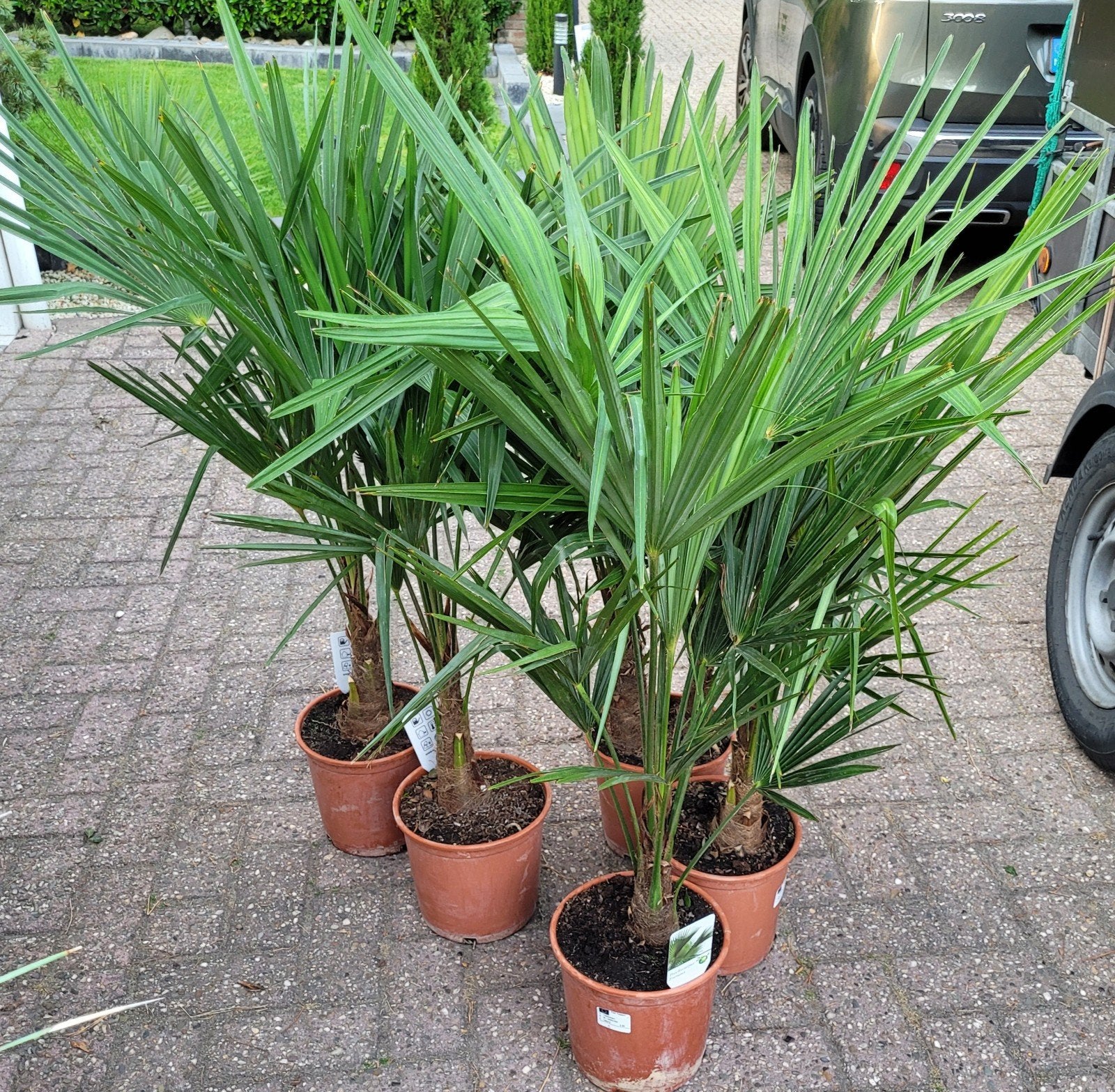 Trachycarpus fortunei palmbomen - Winterharde palm, Volle zon, Vaste plant, Bloeit niet, Ophalen