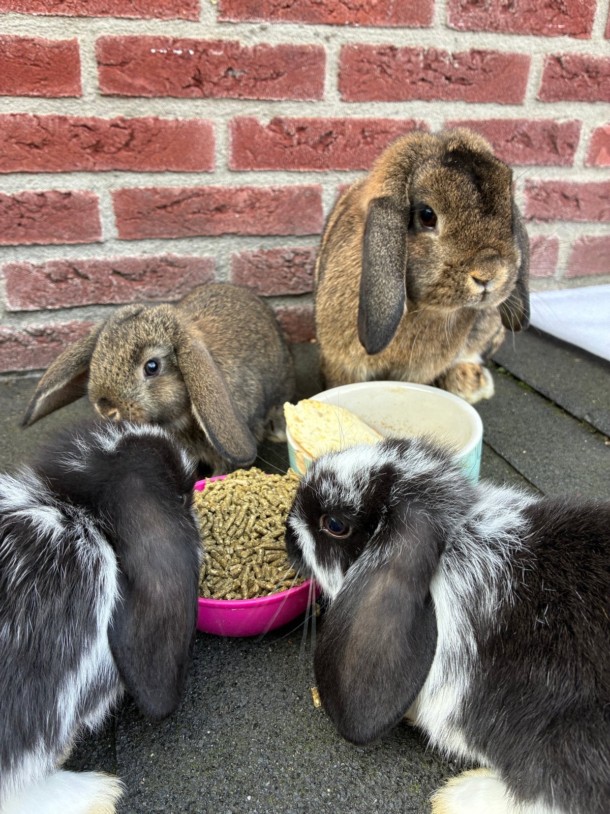 Lieve hangoor konijntjes, Meerdere dieren, Hangoor, 0 tot 2 jaar