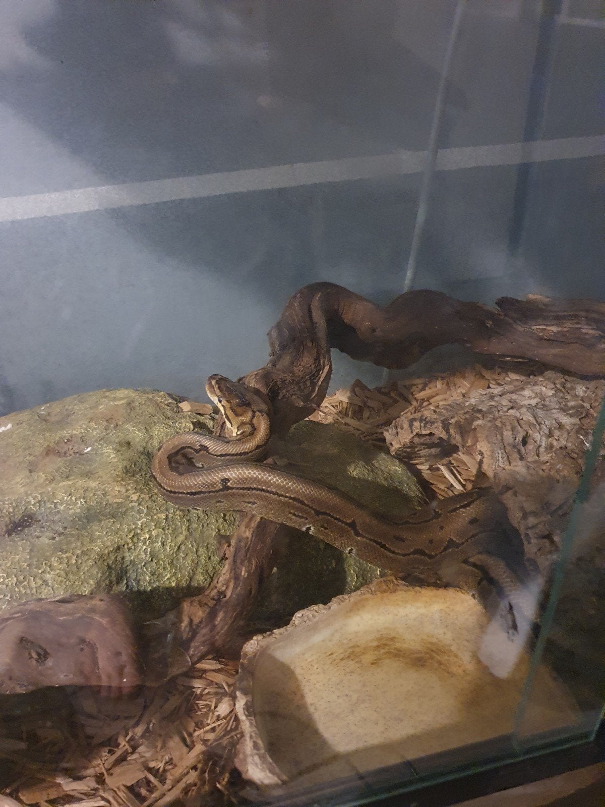 Koningspython vrouwtje Ball Python photo 2