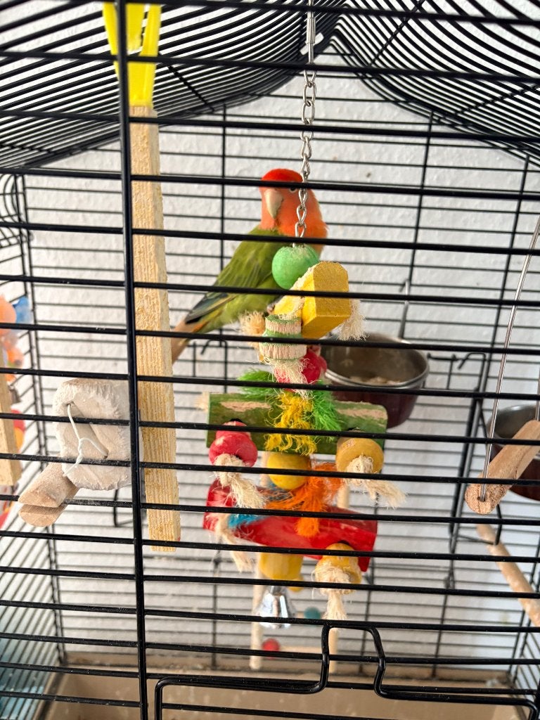 GERESERVEERD Agapornis, Geslacht onbekend, Dwergpapegaai of Agapornis, Geringd