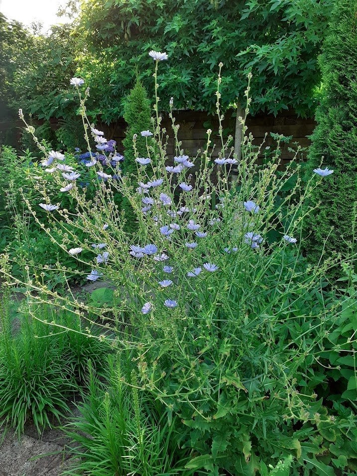 Cichorei, Cichorium intybus, Volle zon, Vaste plant, Zomer, Ophalen