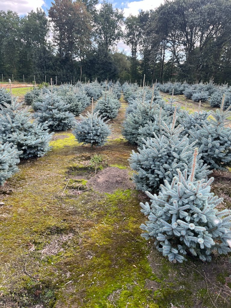 Kerstbomen, Tuin en Terras, Planten | Bomen, Volle zon, Minder dan 100 cm, Zomer, Overige soorten