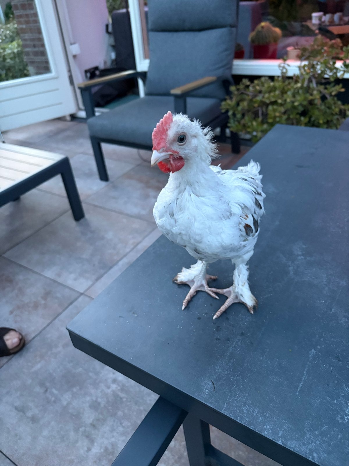 2 Jonge Witte Marans Hanen, Dieren en Toebehoren, Pluimvee, Mannelijk, Kip