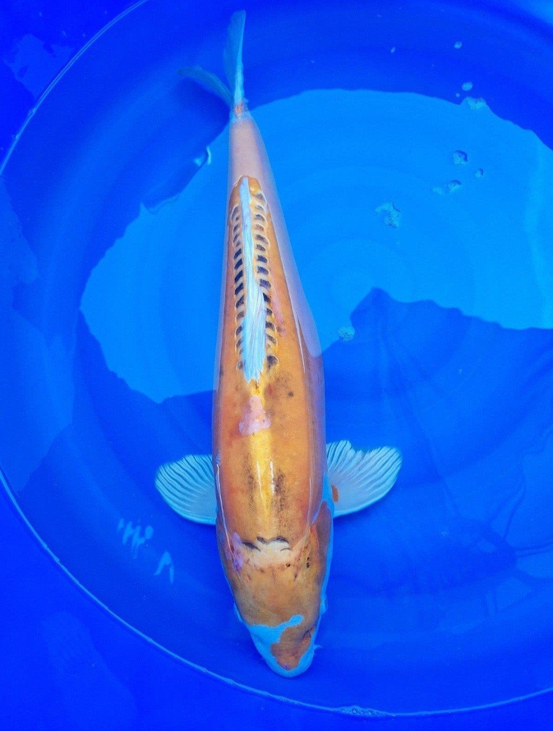 koikarper, Dieren en Toebehoren, Vissen | Vijvervissen, Karper of Koi
