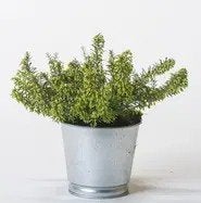 Erica James Blackhouse Challenger Snow Prince Winterfreude, Tuin en Terras, Ophalen, Vaste plant, Overige soorten, Volle zon
