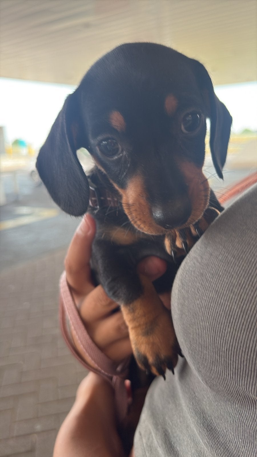 Lieve teckel pup, 8 tot 15 weken, Korthaar, Teef, Dwerg