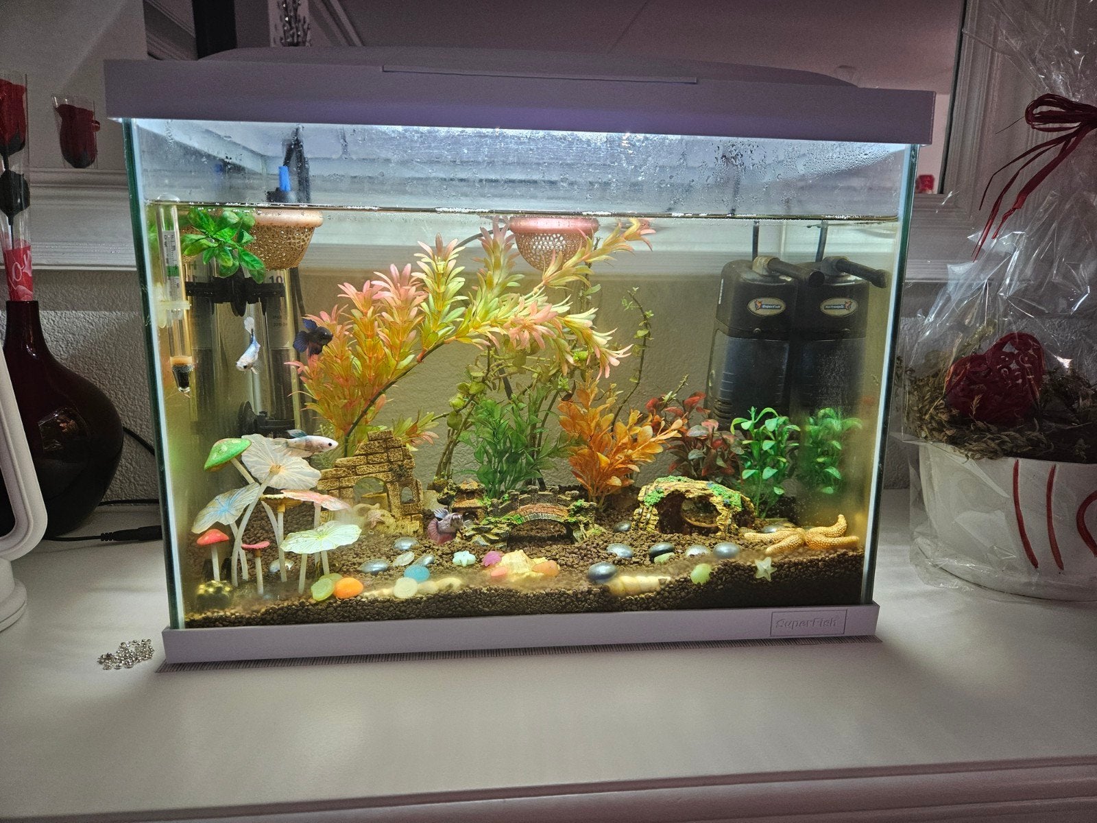 Superfish aquarium met 4 betta vissen., Ophalen
