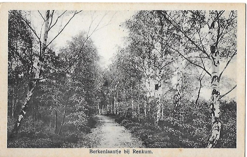 Berkenlaantje bij Renkum - Oude ansichtkaart 8579 Ongelopen, Verzamelen, Ansichtkaarten | Nederland, Ophalen of Verzenden, 1960 tot 1980