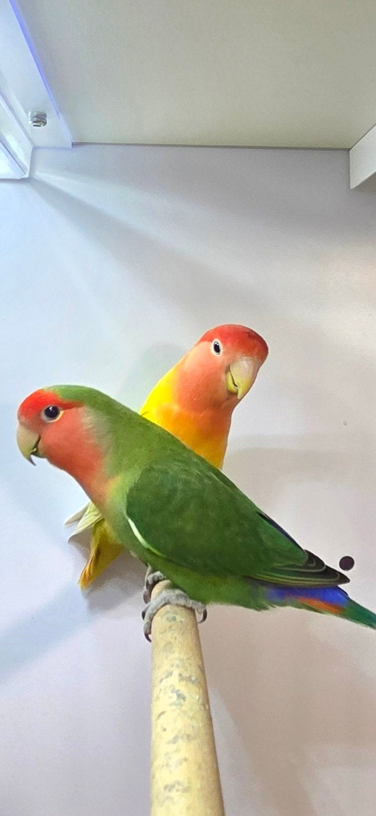 Koppel roseicollis, Meerdere dieren, Dwergpapegaai of Agapornis, Geringd