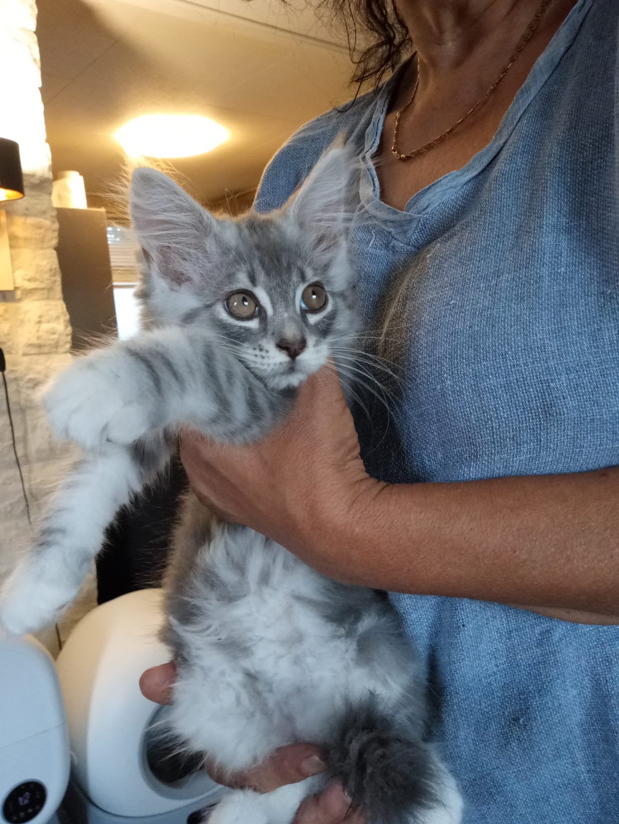 Raszuivere Maine Coon kittens, Dieren en Toebehoren, Meerdere dieren, Ontwormd, 0 tot 2 jaar