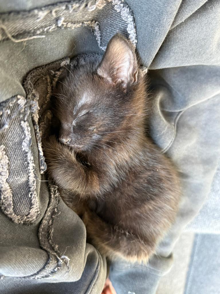 Kittens 9 weken, Meerdere dieren, Gechipt, 0 tot 2 jaar