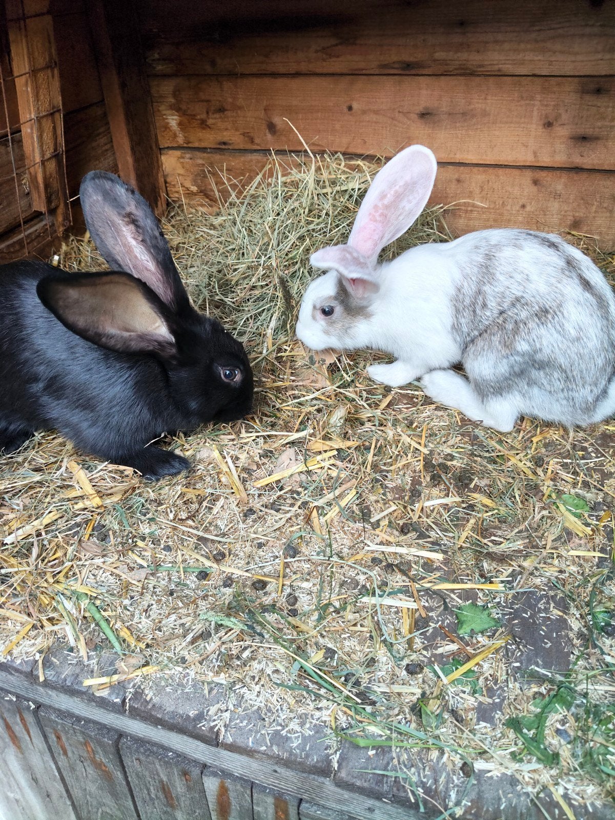 Vlaamse reus x Lotharinger konijntjes, Dieren en Toebehoren, Konijnen, Meerdere dieren, Groot, Hangoor, 0 tot 2 jaar