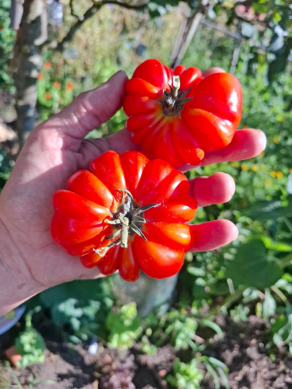 20 soorten biologische heirloom tomaten zaden tomatenzaden, Tuin en Terras, Ophalen of Verzenden