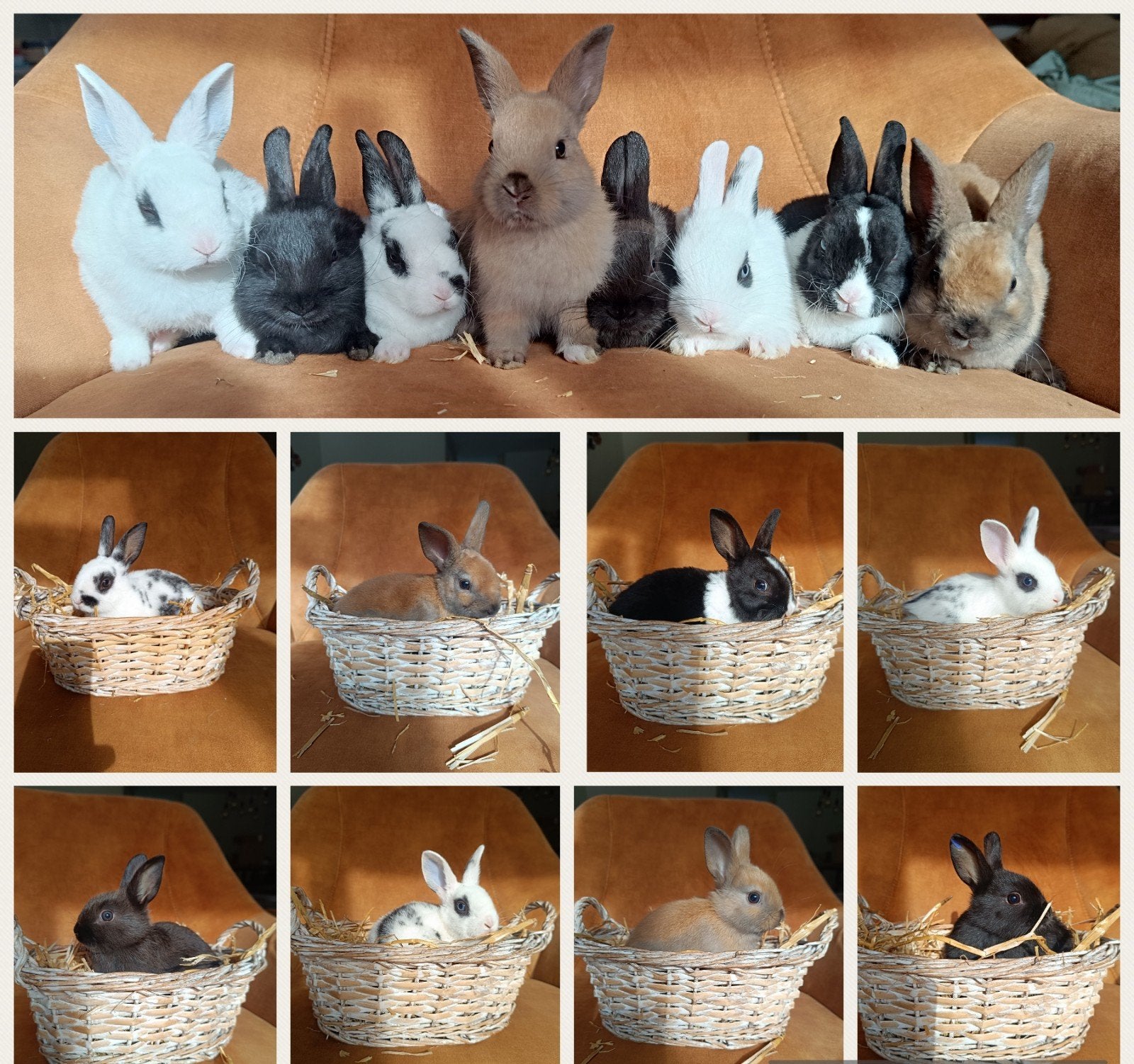 Rex konijntjes, Dieren en Toebehoren, Konijnen, Meerdere dieren, Klein, 0 tot 2 jaar