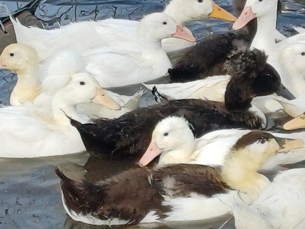 Kuifeenden oud Hollandse, Dieren en Toebehoren, Pluimvee, Meerdere dieren, Eend