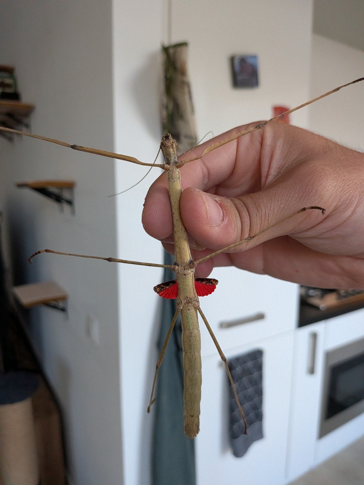 Wandelende takken – Phaenopharos khaoyaiensis, Dieren en Toebehoren, Meerdere dieren, Parkiet