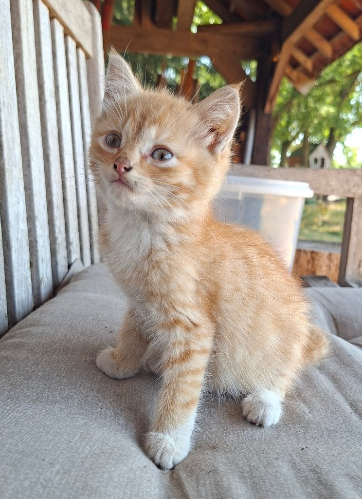 Nog 1 rode boerderij kitten (katertje), Kater, Kortharig, 0 tot 2 jaar