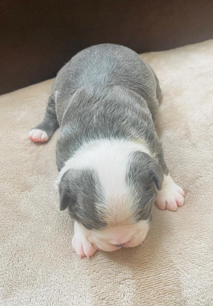 Schitterend mooie Boston terriër pups alle kleuren !, Dieren en Toebehoren, Honden | Bulldogs, Pinschers en Molossers, Overige rassen