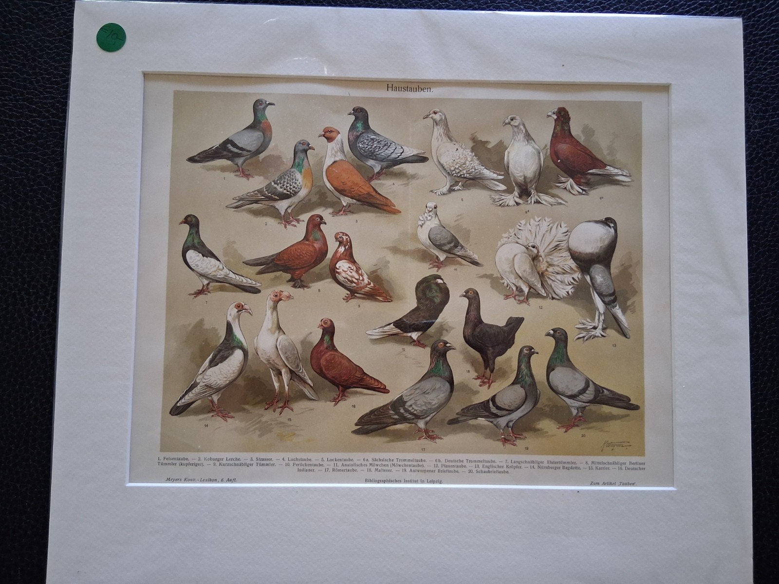 Lithografie Leipzig - Diverse Duivenrassen (Steendruk), Antiek en Kunst, Kunst | Etsen en Gravures, 1800 - 1899, Met tekst, Ophalen of Verzenden