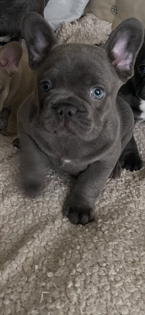 Franse bulldog puppy’s met stamboom, 8 tot 15 weken, Bulldog, Meerdere, Meerdere dieren